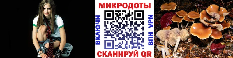 цена   MEGA ссылка  Галлюциногенные грибы Psilocybine cubensis  Гусев 